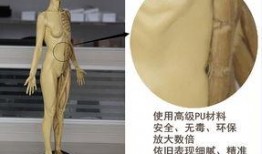 人体模型最新爆料视频网