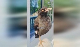 八哥直播爆料视频大全,揭秘热门事件幕后真相