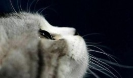 娱乐吃瓜酱70只猫猫,娱乐吃瓜酱带你领略猫咪世界