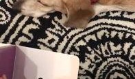 胖犬来爆料最新视频,萌宠日常大曝光！