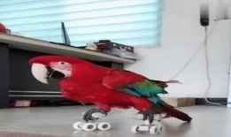 八哥直播爆料视频大全,揭秘热门事件幕后真相