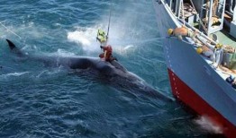 日本人捕鲸爆料视频播放,日本捕鲸内幕曝光视频引发全球关注