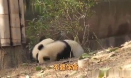 熊猫兄弟爆料是哪一集视频,揭秘哪一集视频引发网友热议