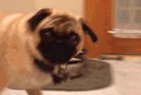 巴哥赤犬爆料视频大全最新,揭秘宠物界的趣味瞬间