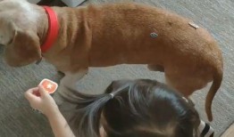 胖犬来爆料最新视频,萌宠日常大曝光！