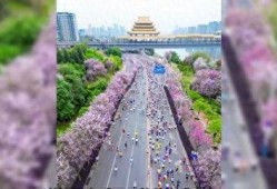 盛开的紫荆花在线观看,在线观看，感受春天的浪漫与希望