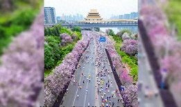 盛开的紫荆花在线观看,在线观看，感受春天的浪漫与希望