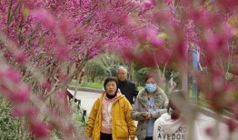 盛开的紫荆花在线观看,在线观看，感受春天的浪漫与希望