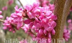 盛开的紫荆花在线观看,在线观看，感受春天的浪漫与希望