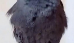 八哥直播爆料视频大全,揭秘热门事件幕后真相