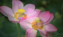 在线观看碟莲花,探寻神秘古文明的奇幻之旅