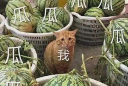 最新的黄色瓜爆料,最新黄色瓜内幕，真相令人震惊！