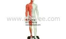 人体模型最新爆料视频网