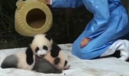 熊猫兄弟爆料是哪一集视频,揭秘哪一集视频引发网友热议