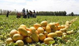 哈密瓜怎么免费吃,揭秘免费品尝哈密瓜的秘诀之旅