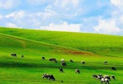 大草原在线观看,在线领略广袤草原的壮美画卷