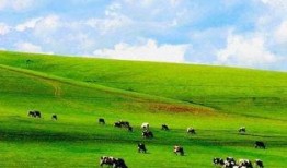 大草原在线观看,在线领略广袤草原的壮美画卷