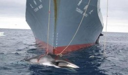 日本人捕鲸爆料视频播放,日本捕鲸内幕曝光视频引发全球关注