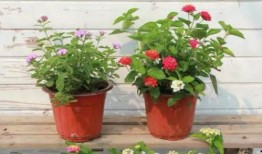 二挡路飞最新爆料视频