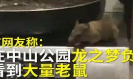 石家庄烤肉串爆料视频,街头美食新宠，视频曝光引热议