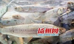 鳜鱼养殖爆料视频大全,视频大全带你走进养殖世界